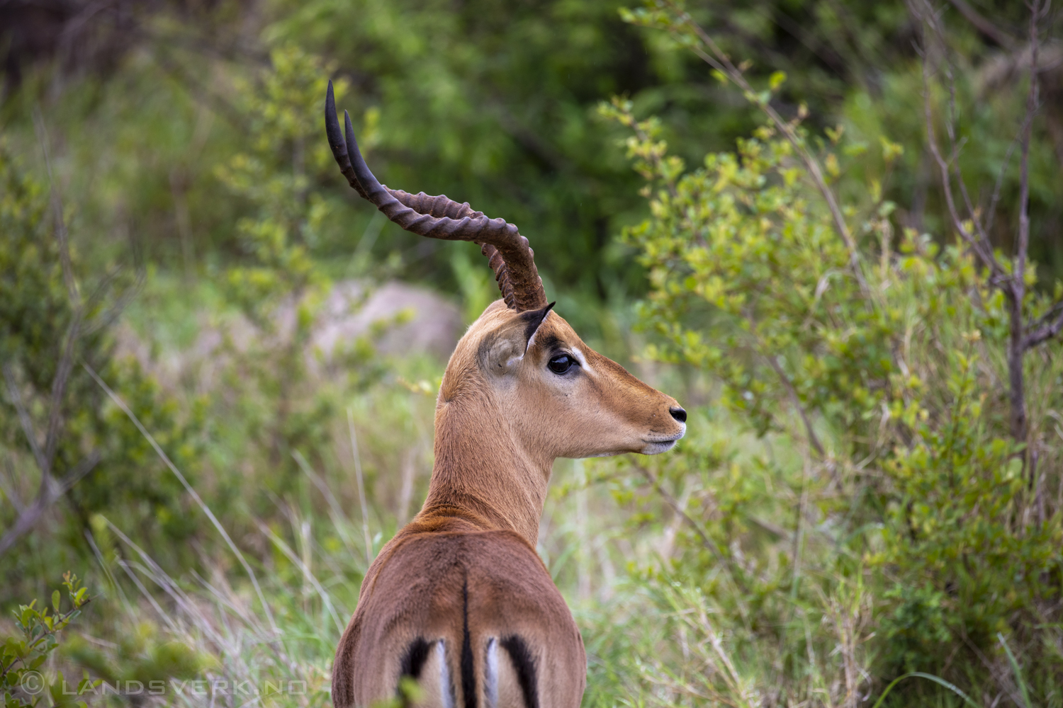 Impala, Kruger National Park, South Africa. (Canon EOS 5D Mark IV / Canon EF 100-400mm f/4.5-5.6 L IS II USM)