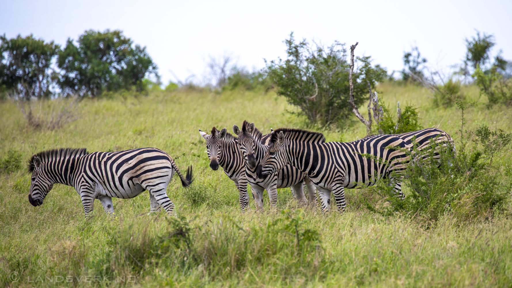 Zebras, Kruger National Park, South Africa. (Canon EOS 5D Mark IV / Canon EF 100-400mm f/4.5-5.6 L IS II USM)