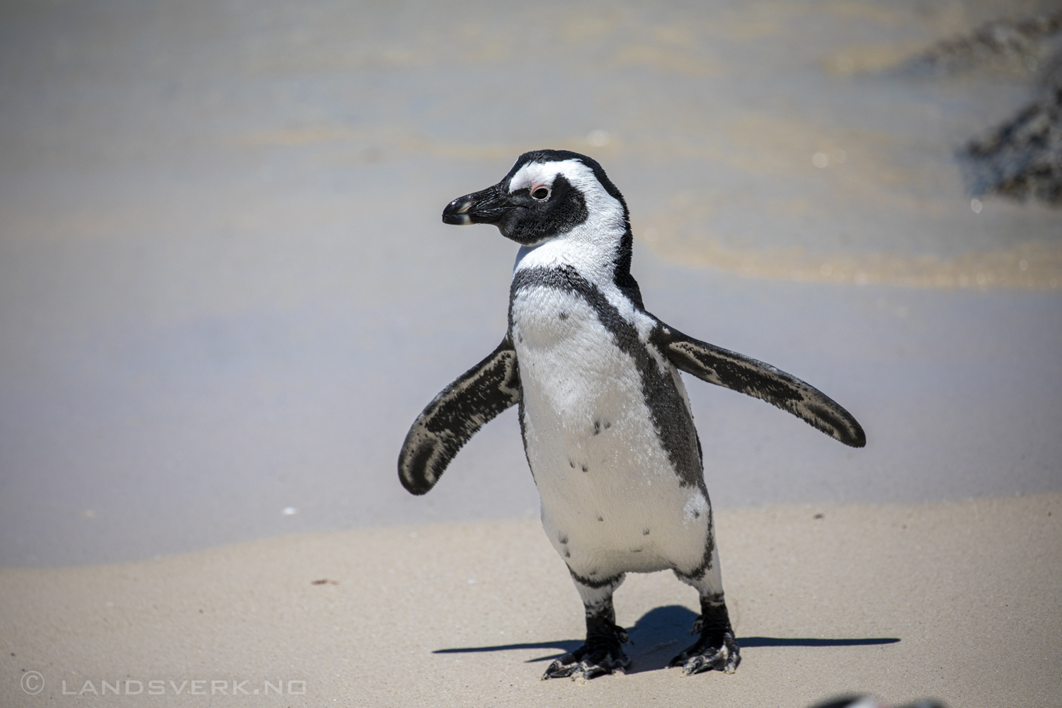 African penguin, Simon's Town, South Africa. (Canon EOS 5D Mark IV / Canon EF 100-400mm f/4.5-5.6 L IS II USM)