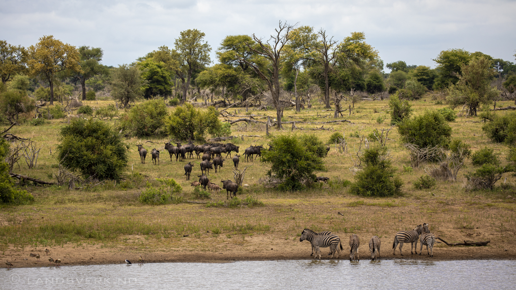 Zebras and gnus, Kruger National Park, South Africa. (Canon EOS 5D Mark IV / Canon EF 100-400mm f/4.5-5.6 L IS II USM)