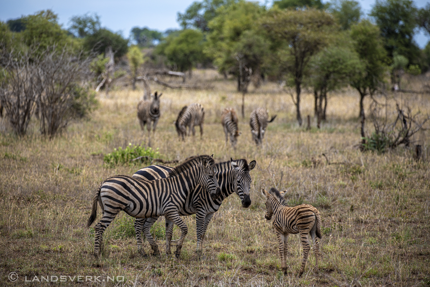 Zebras, Kruger National Park, South Africa. (Canon EOS 5D Mark IV / Canon EF 100-400mm f/4.5-5.6 L IS II USM)