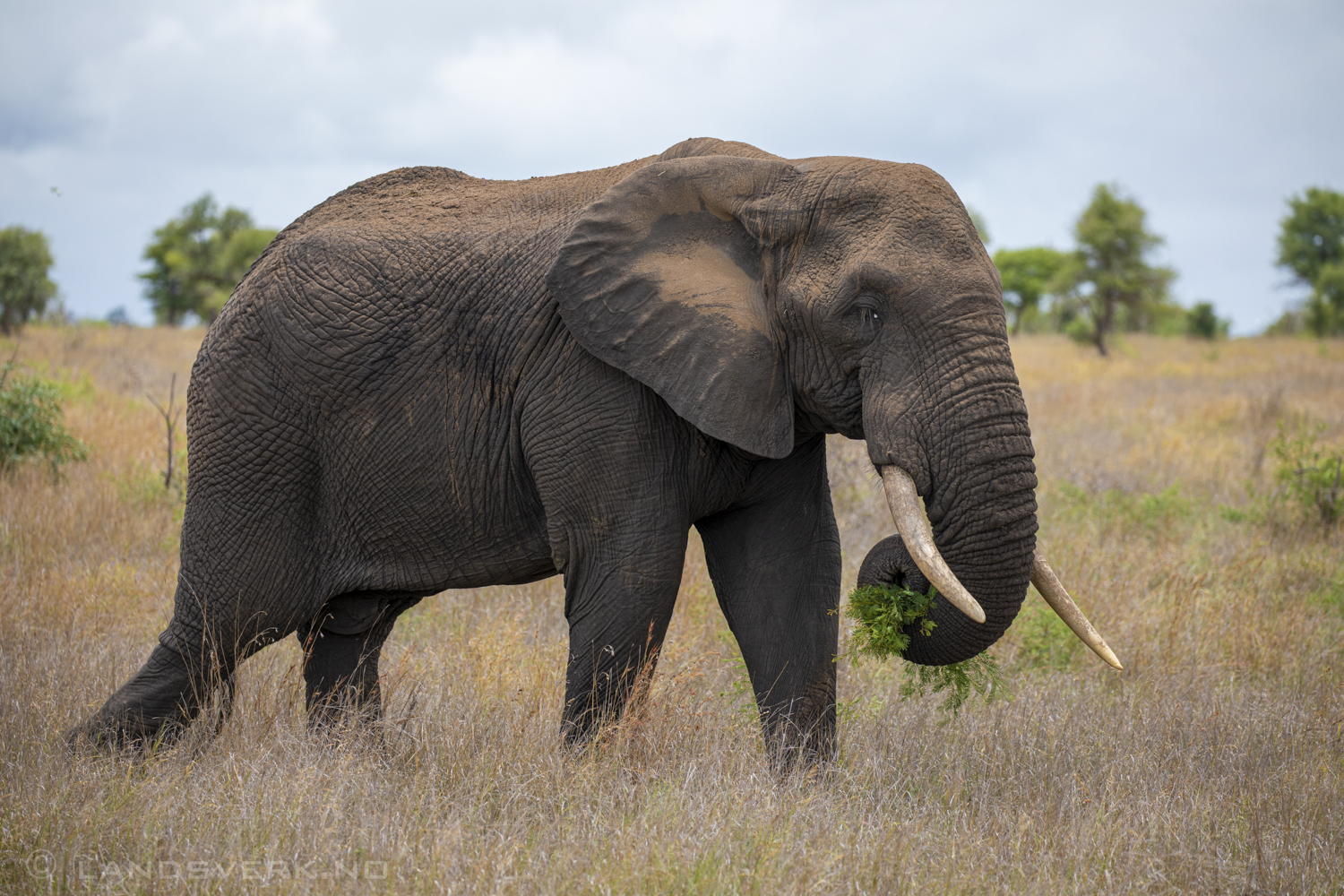 African elephant, Kruger National Park, South Africa. (Canon EOS 5D Mark IV / Canon EF 100-400mm f/4.5-5.6 L IS II USM)