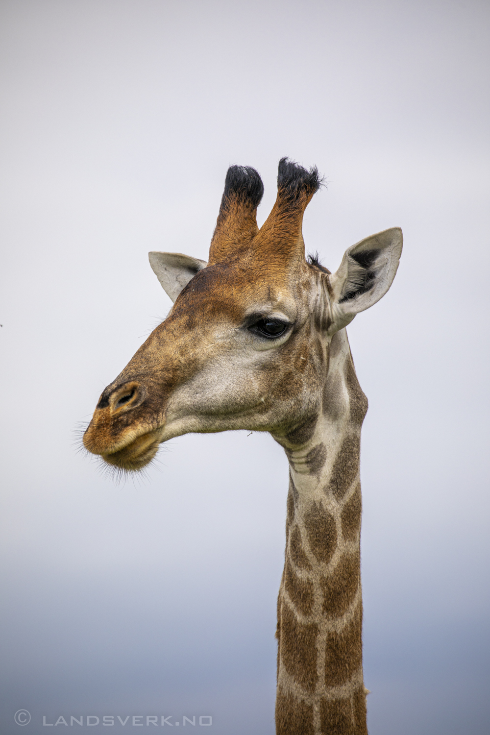 Giraffe, Olifants West Game Reserve / Kruger National Park, South Africa. (Canon EOS 5D Mark IV / Canon EF 100-400mm f/4.5-5.6 L IS II USM)