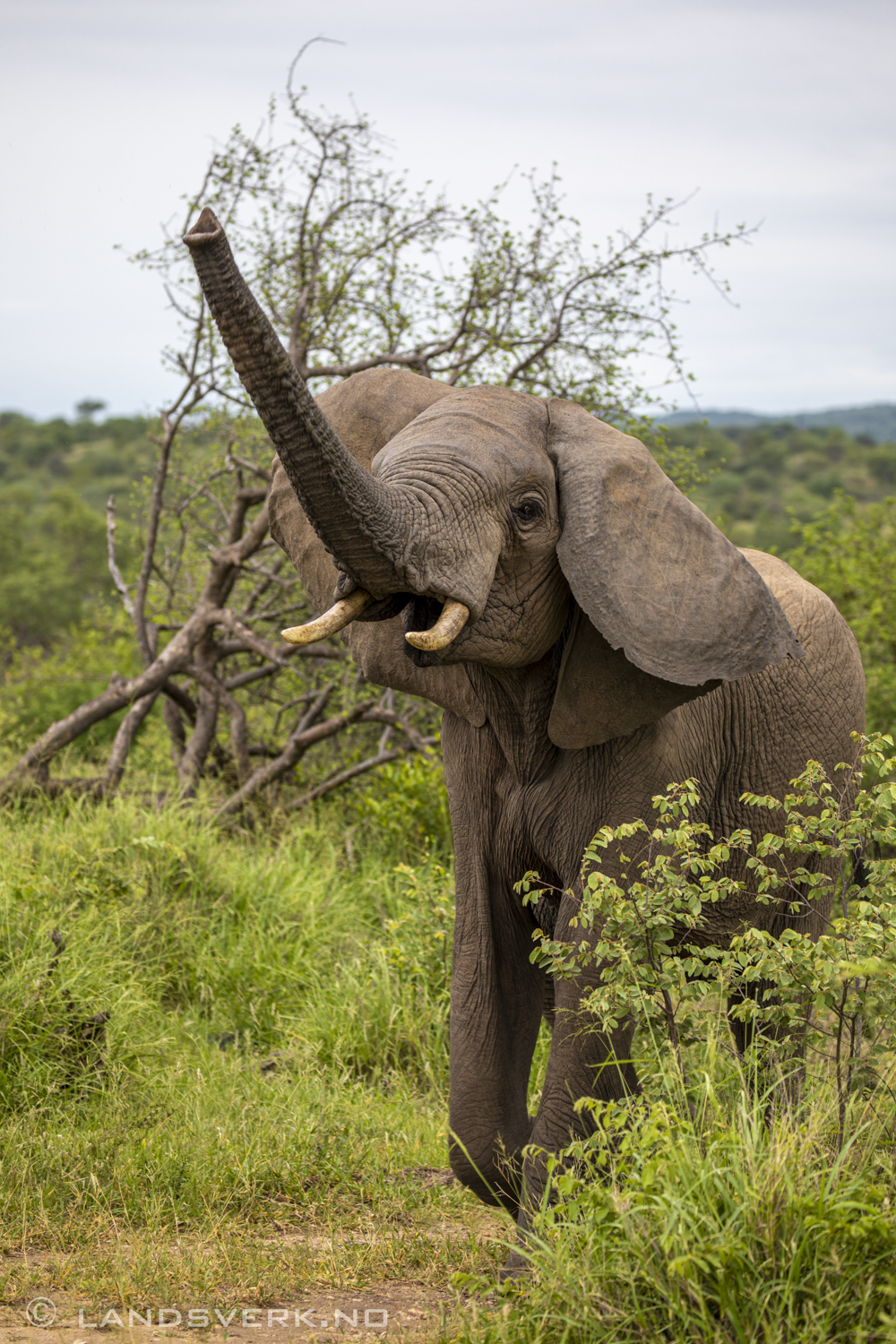 African elephant, Olifants West Game Reserve / Kruger National Park, South Africa. (Canon EOS 5D Mark IV / Canon EF 100-400mm f/4.5-5.6 L IS II USM)