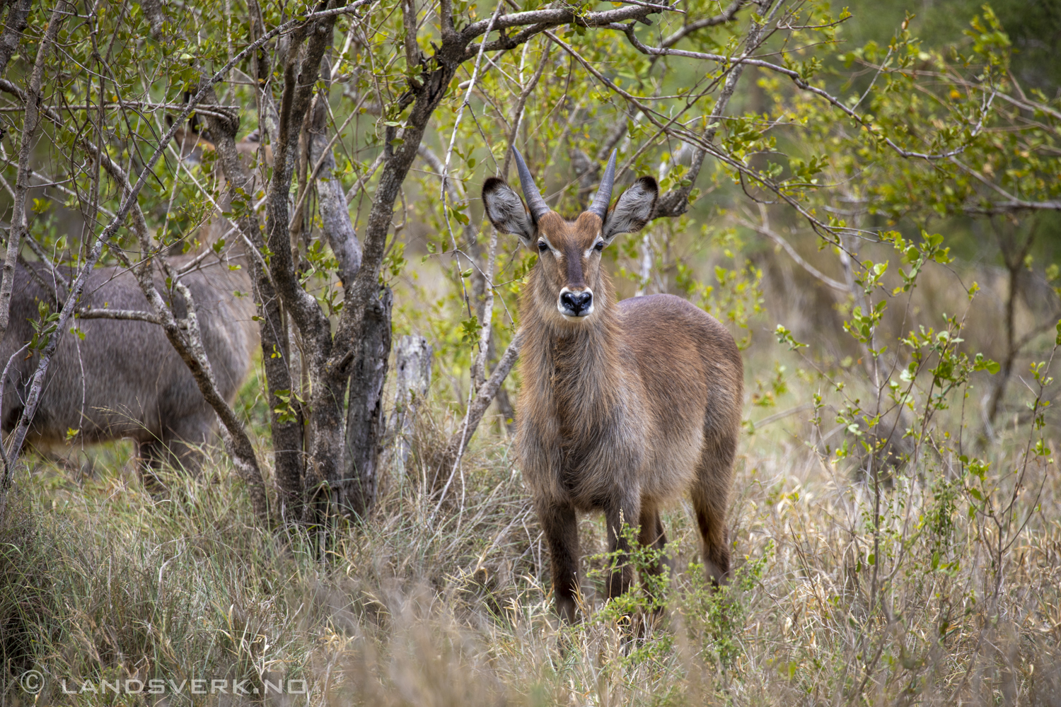 Waterbuck, Kruger National Park, South Africa. (Canon EOS 5D Mark IV / Canon EF 100-400mm f/4.5-5.6 L IS II USM)