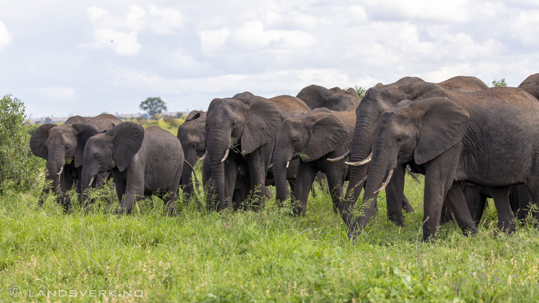 African elephants, Kruger National Park, South Africa. (Canon EOS 5D Mark IV / Canon EF 100-400mm f/4.5-5.6 L IS II USM)