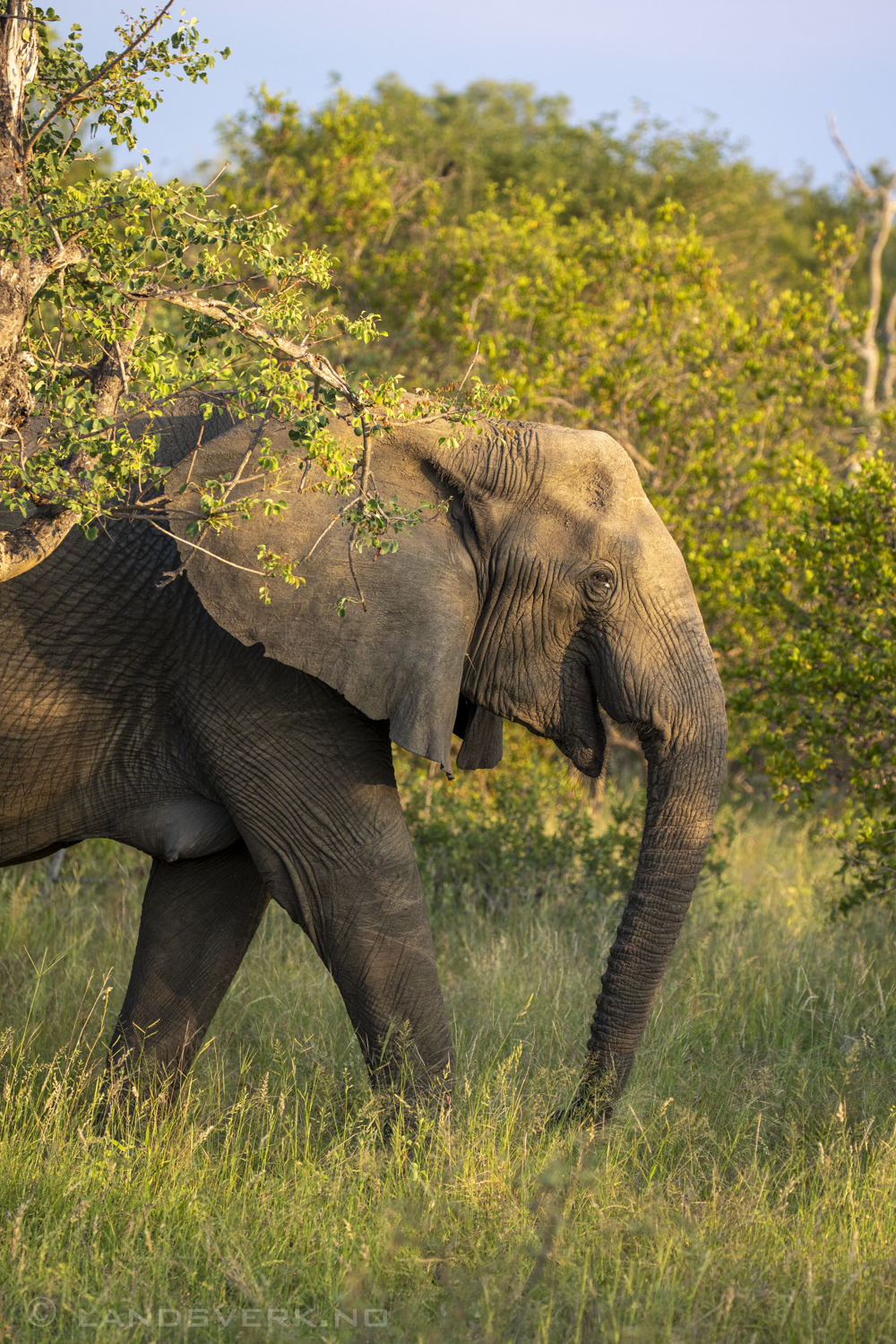 African elephants, Olifants West Game Reserve / Kruger National Park, South Africa. (Canon EOS 5D Mark IV / Canon EF 100-400mm f/4.5-5.6 L IS II USM)