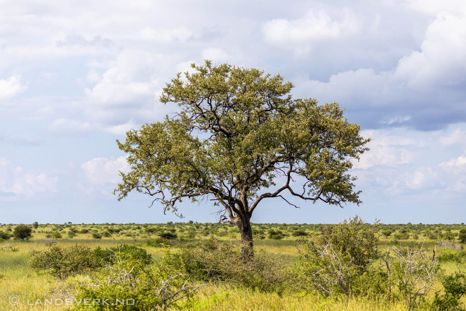 Kruger National Park, South Africa. (Canon EOS 5D Mark IV / Canon EF 100-400mm f/4.5-5.6 L IS II USM)