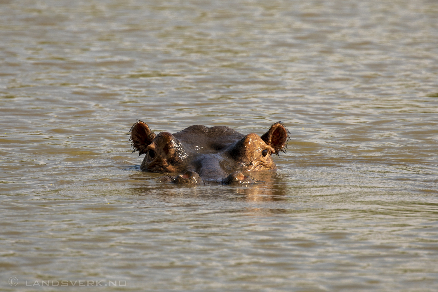 Hippo in river, Olifants West Game Reserve / Kruger National Park, South Africa. (Canon EOS 5D Mark IV / Canon EF 100-400mm f/4.5-5.6 L IS II USM)