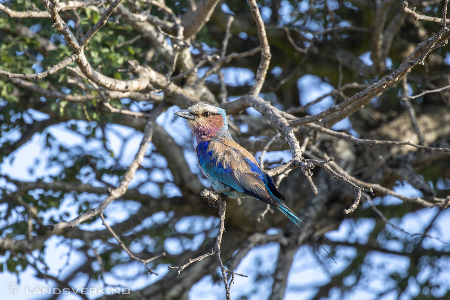 Kruger National Park, South Africa. (Canon EOS 5D Mark IV / Canon EF 100-400mm f/4.5-5.6 L IS II USM)