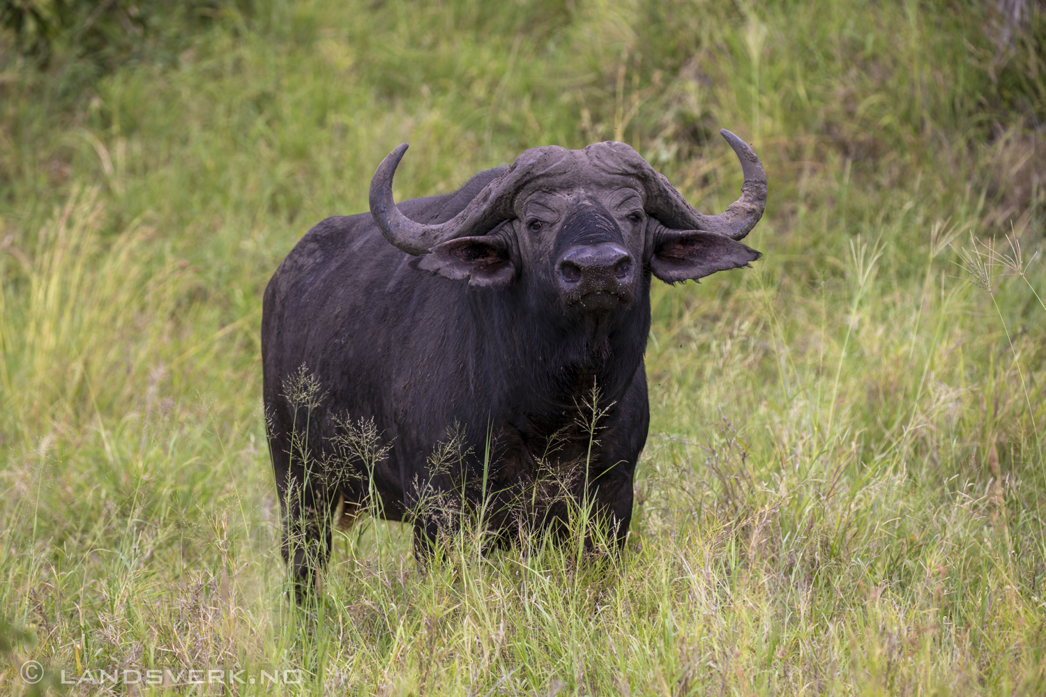 Buffalo, Kruger National Park, South Africa. (Canon EOS 5D Mark IV / Canon EF 100-400mm f/4.5-5.6 L IS II USM)