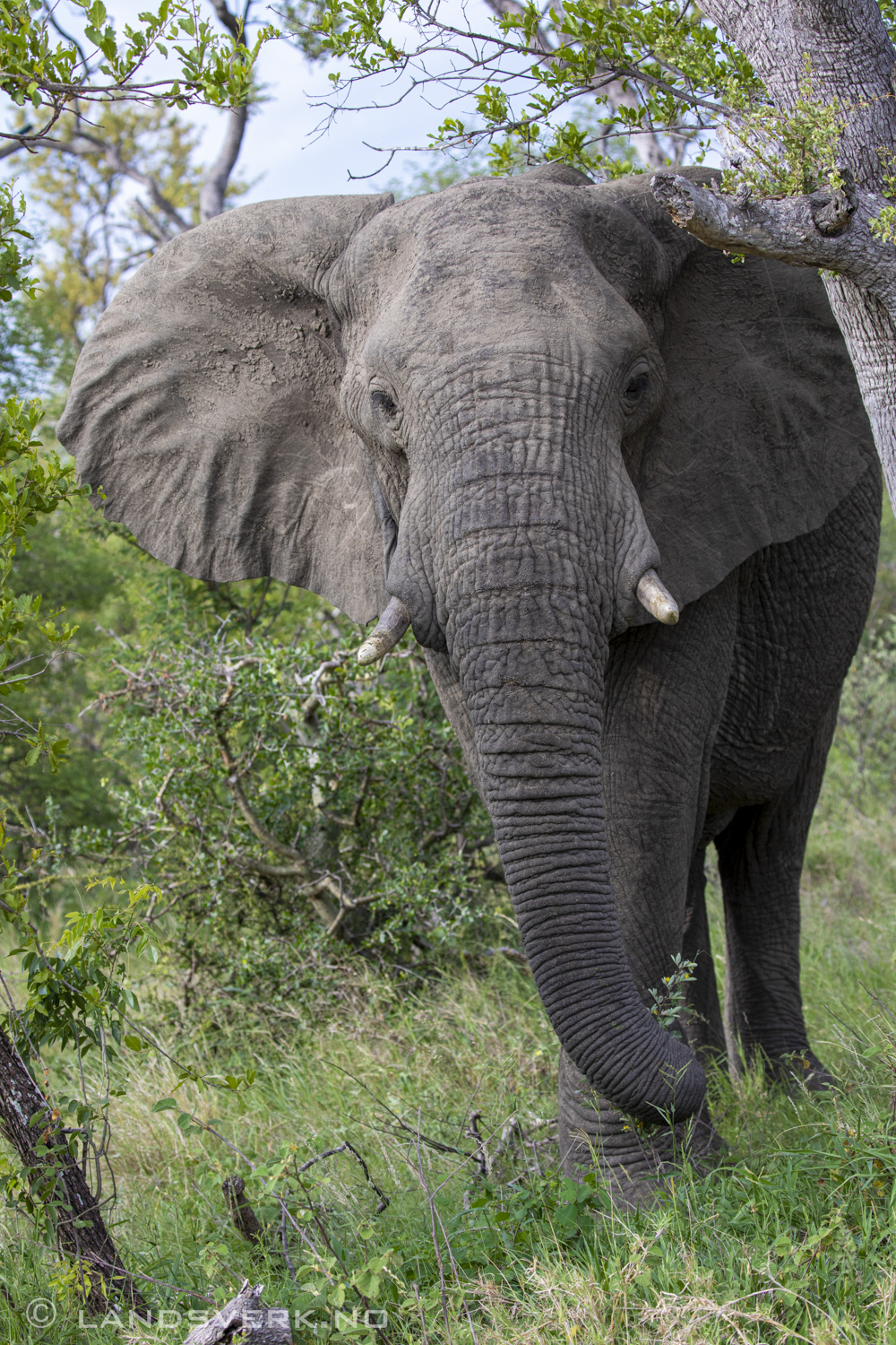 African elephant, Olifants West Game Reserve / Kruger National Park, South Africa. (Canon EOS 5D Mark IV / Canon EF 100-400mm f/4.5-5.6 L IS II USM)