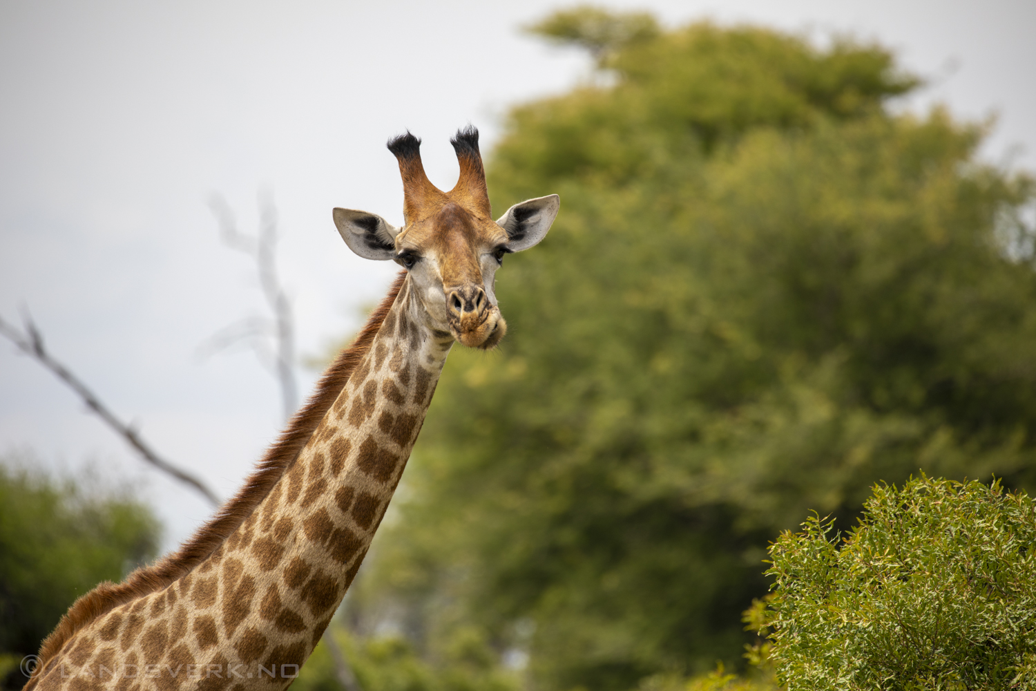 Giraffe, Kruger National Park, South Africa. (Canon EOS 5D Mark IV / Canon EF 100-400mm f/4.5-5.6 L IS II USM)