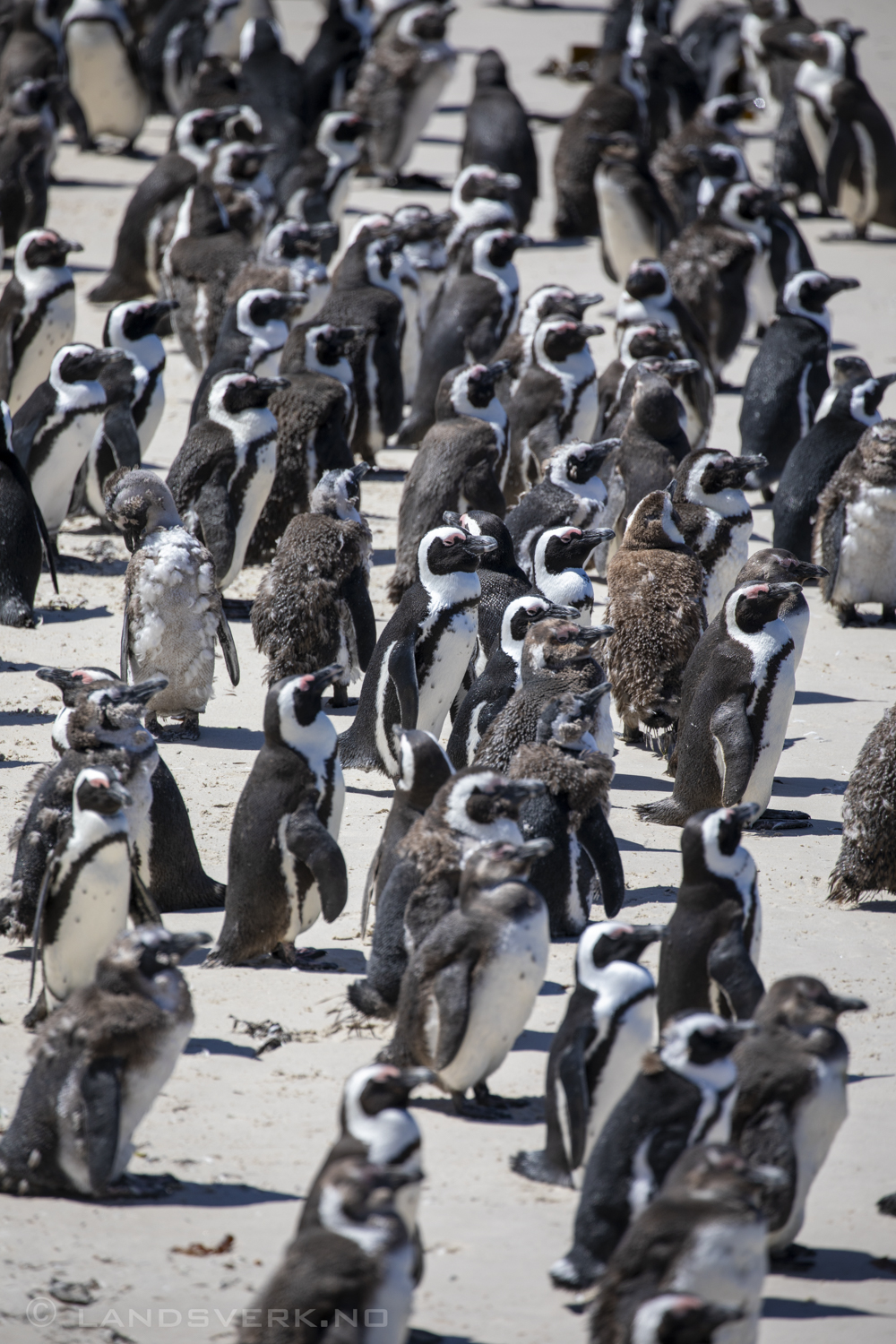 African penguins, Simon's Town, South Africa. (Canon EOS 5D Mark IV / Canon EF 100-400mm f/4.5-5.6 L IS II USM)