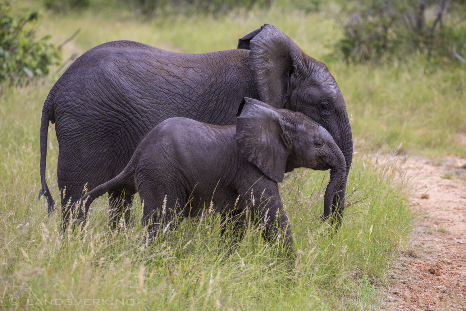 African elephants, Olifants West Game Reserve / Kruger National Park, South Africa. (Canon EOS 5D Mark IV / Canon EF 100-400mm f/4.5-5.6 L IS II USM)