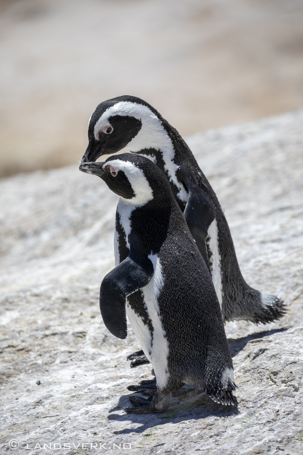 African penguin, Simon's Town, South Africa. (Canon EOS 5D Mark IV / Canon EF 100-400mm f/4.5-5.6 L IS II USM)