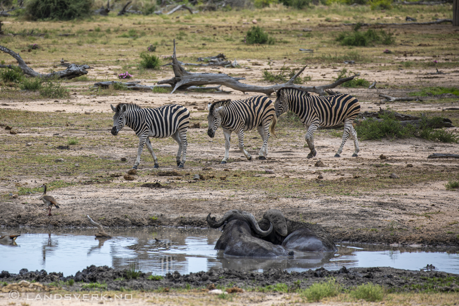 Zebras and buffalos, Kruger National Park, South Africa. (Canon EOS 5D Mark IV / Canon EF 100-400mm f/4.5-5.6 L IS II USM)