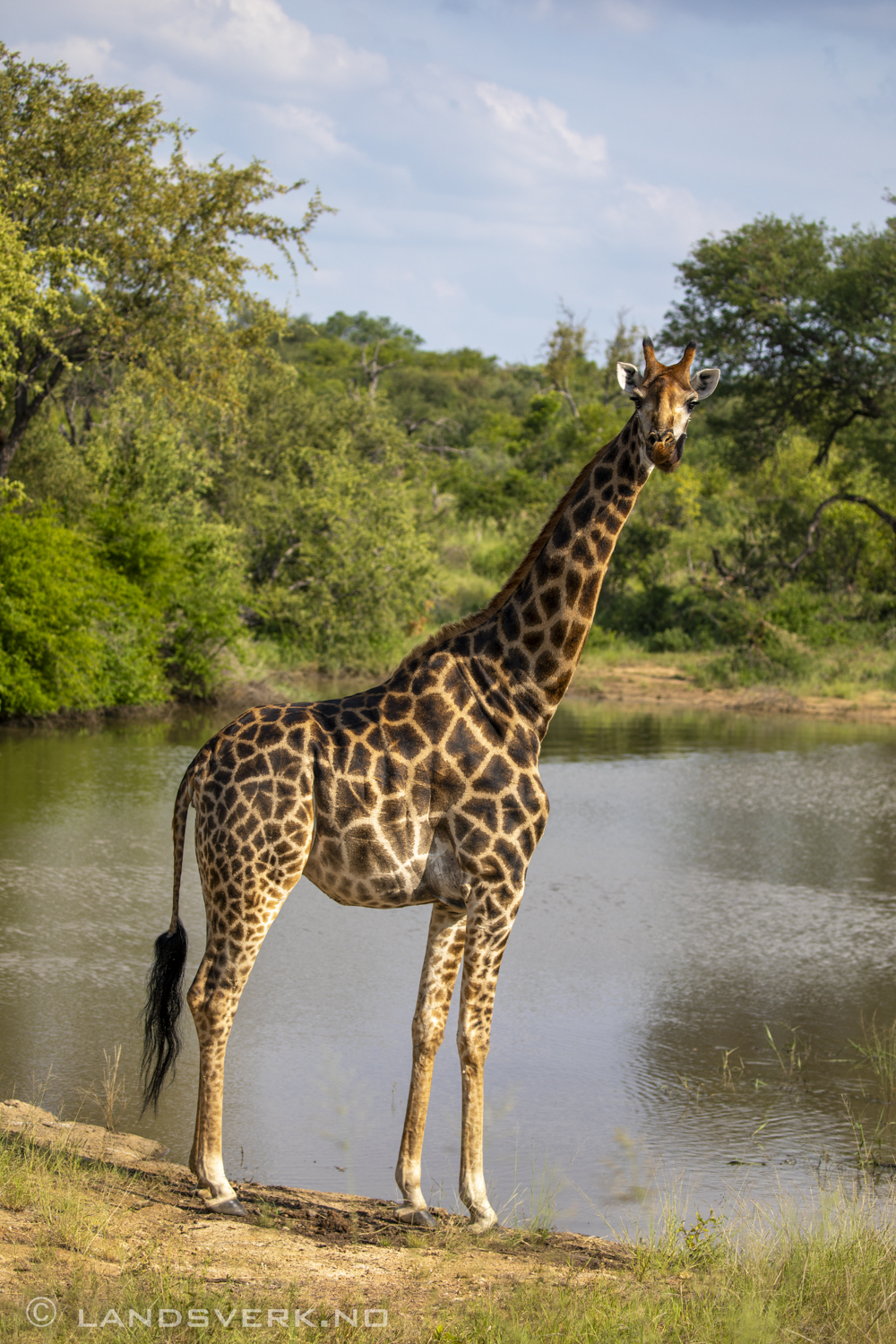 Giraffe, Olifants West Game Reserve / Kruger National Park, South Africa. (Canon EOS 5D Mark IV / Canon EF 100-400mm f/4.5-5.6 L IS II USM)