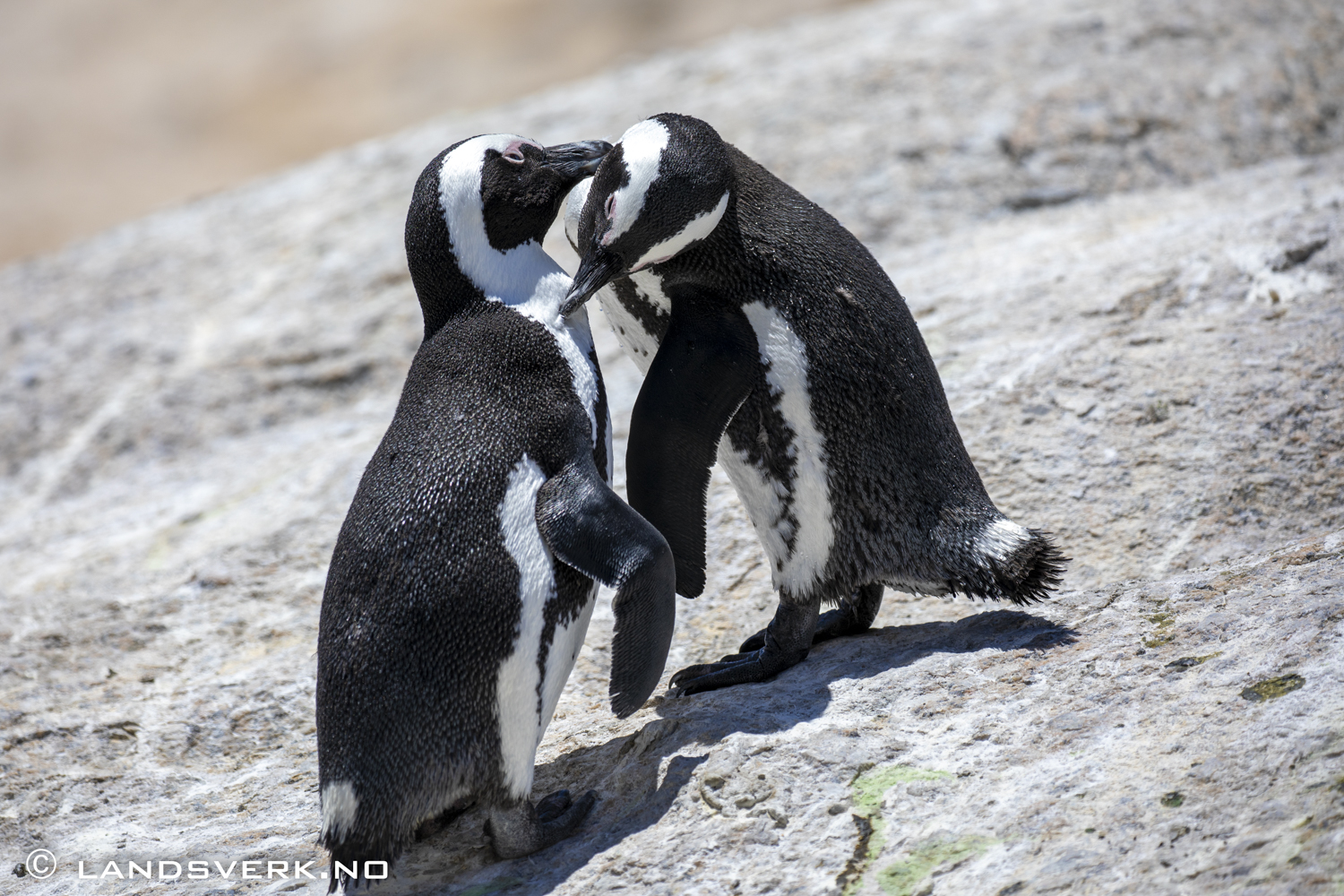 African penguin, Simon's Town, South Africa. (Canon EOS 5D Mark IV / Canon EF 100-400mm f/4.5-5.6 L IS II USM)