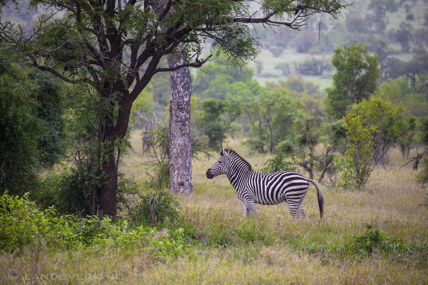 Zebra, Kruger National Park, South Africa. (Canon EOS 5D Mark IV / Canon EF 100-400mm f/4.5-5.6 L IS II USM)