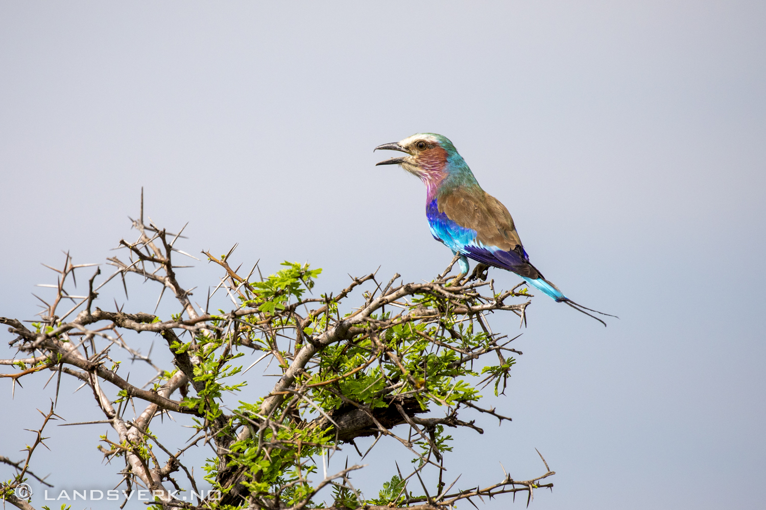 Lilac-breasted roller, Kruger National Park, South Africa. (Canon EOS 5D Mark IV / Canon EF 100-400mm f/4.5-5.6 L IS II USM)