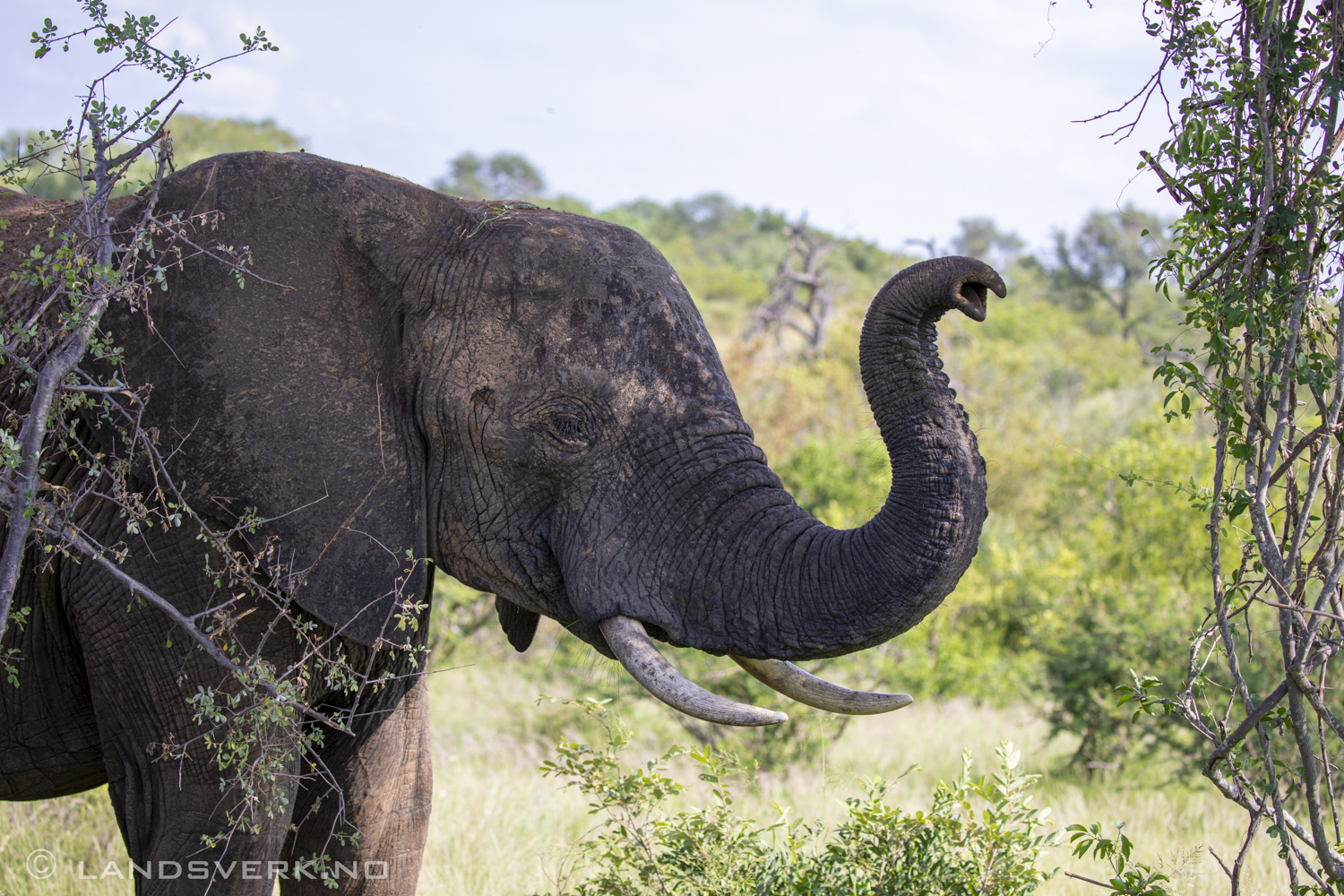 African elephants, Olifants West Game Reserve / Kruger National Park, South Africa. (Canon EOS 5D Mark IV / Canon EF 100-400mm f/4.5-5.6 L IS II USM)