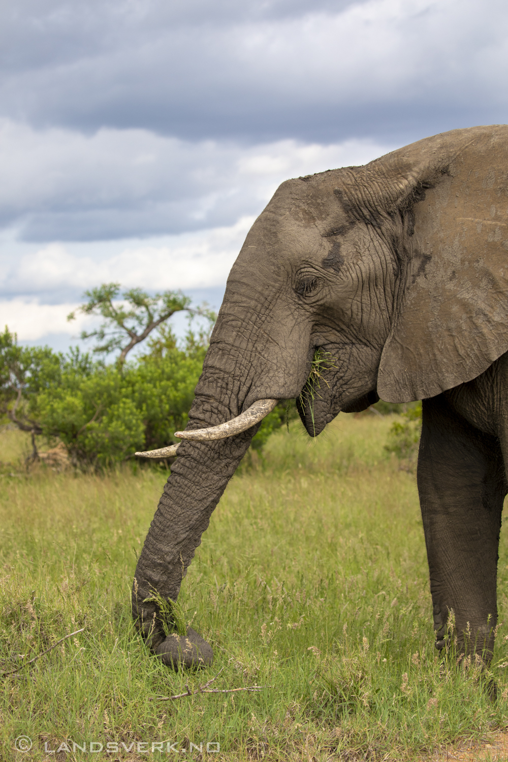 African elephant, Olifants West Game Reserve / Kruger National Park, South Africa. (Canon EOS 5D Mark IV / Canon EF 100-400mm f/4.5-5.6 L IS II USM)