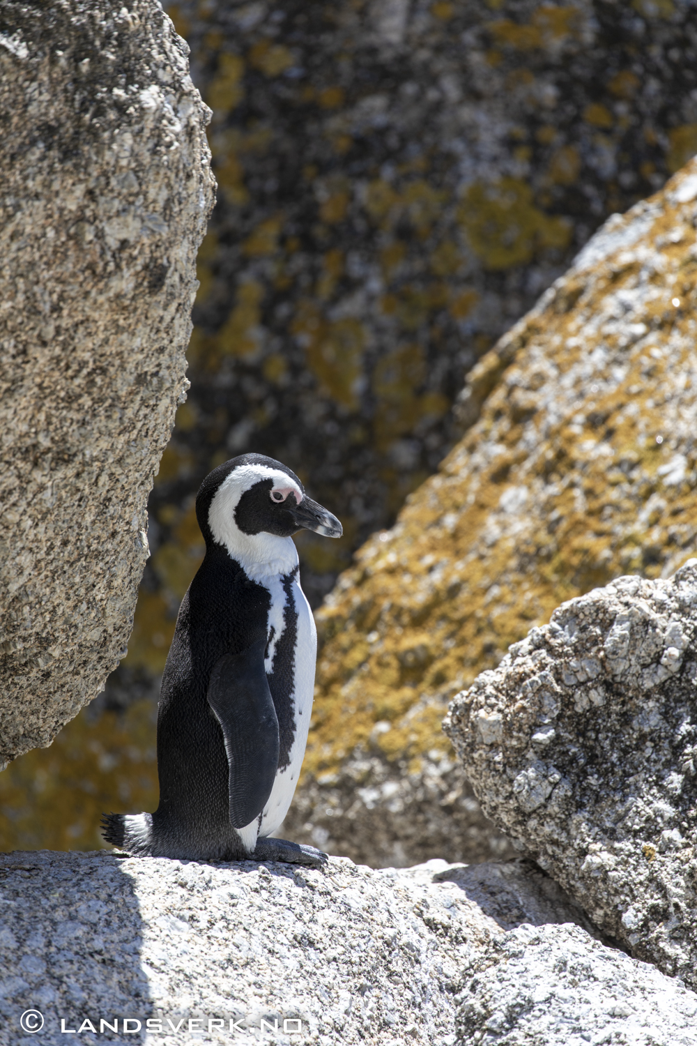 African penguin, Simon's Town, South Africa. (Canon EOS 5D Mark IV / Canon EF 100-400mm f/4.5-5.6 L IS II USM)