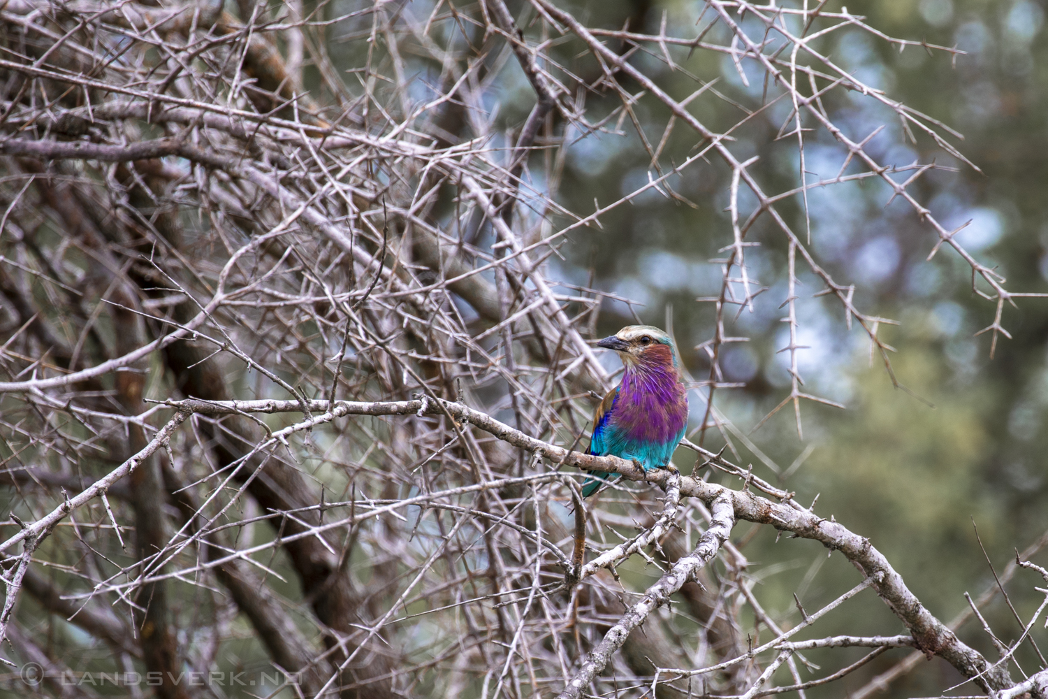 Lilac-breasted roller, Kruger National Park, South Africa. (Canon EOS 5D Mark IV / Canon EF 100-400mm f/4.5-5.6 L IS II USM)