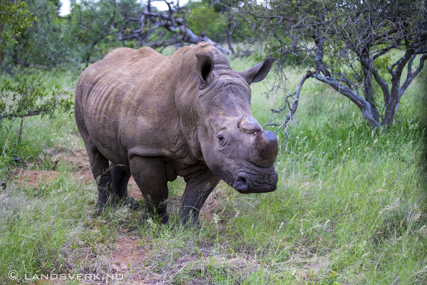 Rhino, Olifants West Game Reserve / Kruger National Park, South Africa. (Canon EOS 5D Mark IV / Canon EF 100-400mm f/4.5-5.6 L IS II USM)