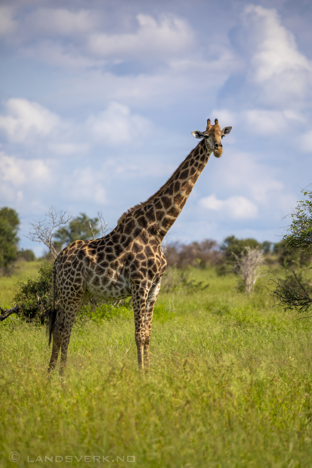 Giraffe, Kruger National Park, South Africa. (Canon EOS 5D Mark IV / Canon EF 100-400mm f/4.5-5.6 L IS II USM)