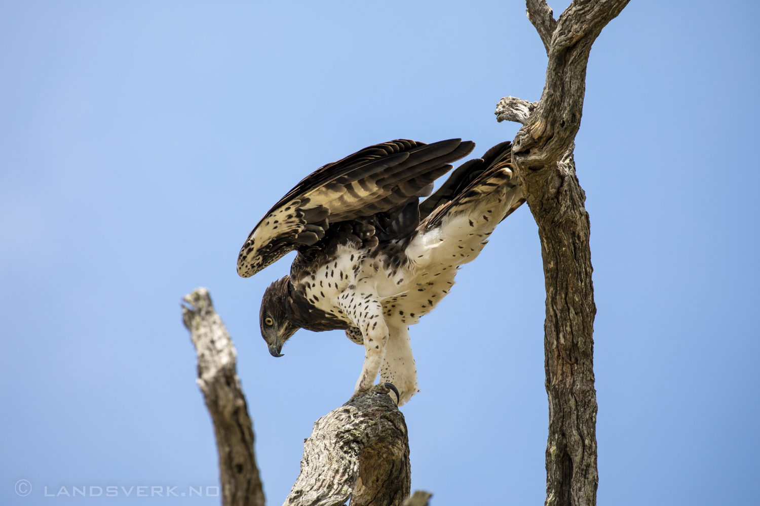 African hawk eagle, Kruger National Park, South Africa. (Canon EOS 5D Mark IV / Canon EF 100-400mm f/4.5-5.6 L IS II USM)