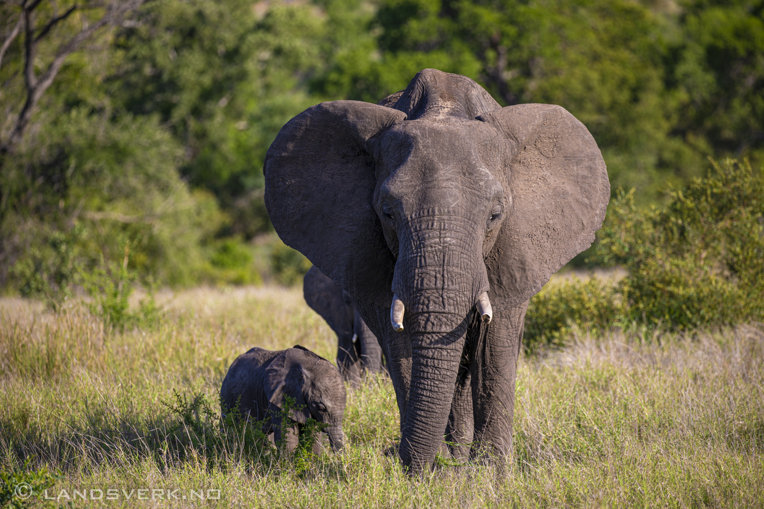 African elephants, Kruger National Park, South Africa. (Canon EOS 5D Mark IV / Canon EF 100-400mm f/4.5-5.6 L IS II USM)