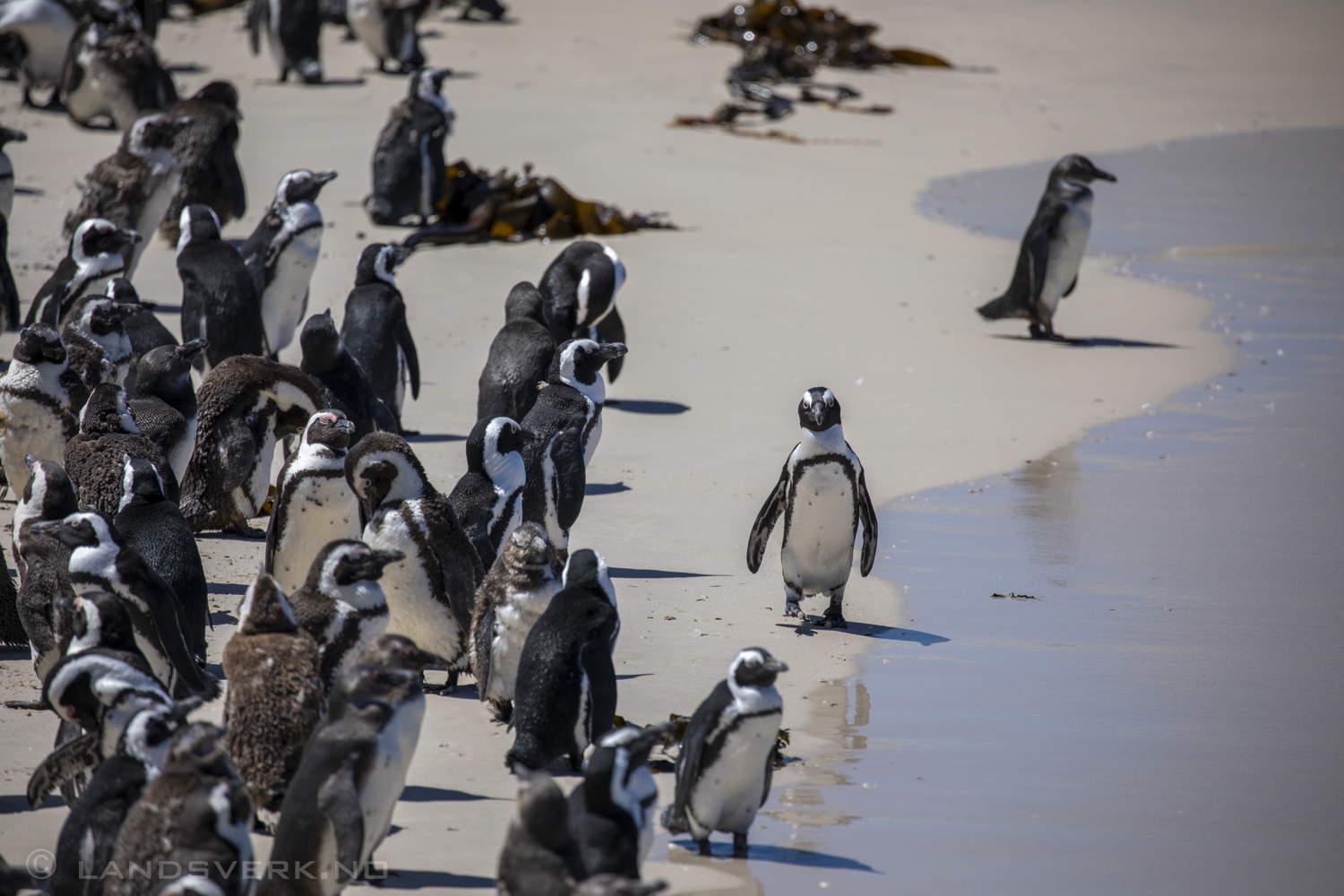 African penguins, Simon's Town, South Africa. (Canon EOS 5D Mark IV / Canon EF 100-400mm f/4.5-5.6 L IS II USM)