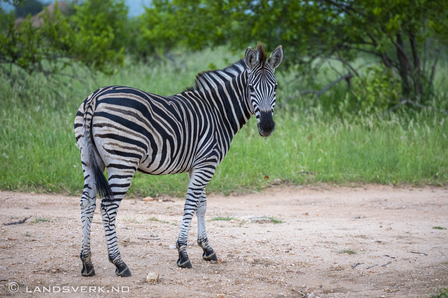 Olifants West Game Reserve / Kruger National Park, South Africa. (Canon EOS 5D Mark IV / Canon EF 100-400mm f/4.5-5.6 L IS II USM)