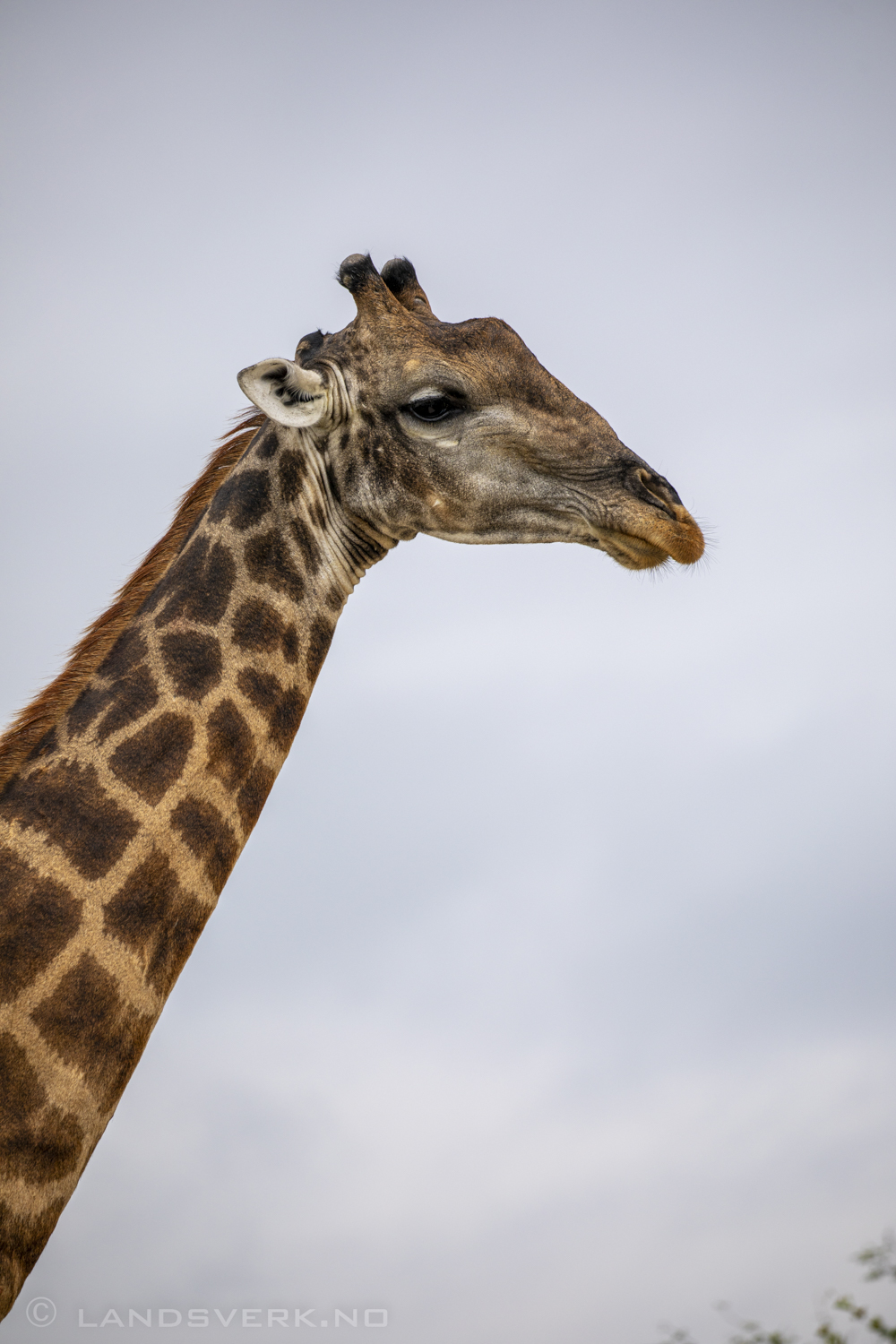 Giraffe, Olifants West Game Reserve / Kruger National Park, South Africa. (Canon EOS 5D Mark IV / Canon EF 100-400mm f/4.5-5.6 L IS II USM)