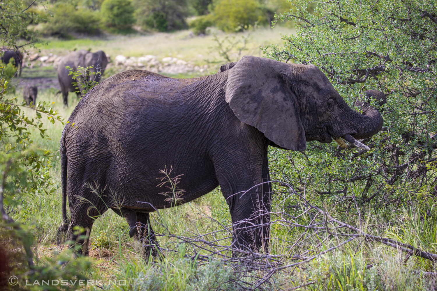 African elephants, Olifants West Game Reserve / Kruger National Park, South Africa. (Canon EOS 5D Mark IV / Canon EF 100-400mm f/4.5-5.6 L IS II USM)