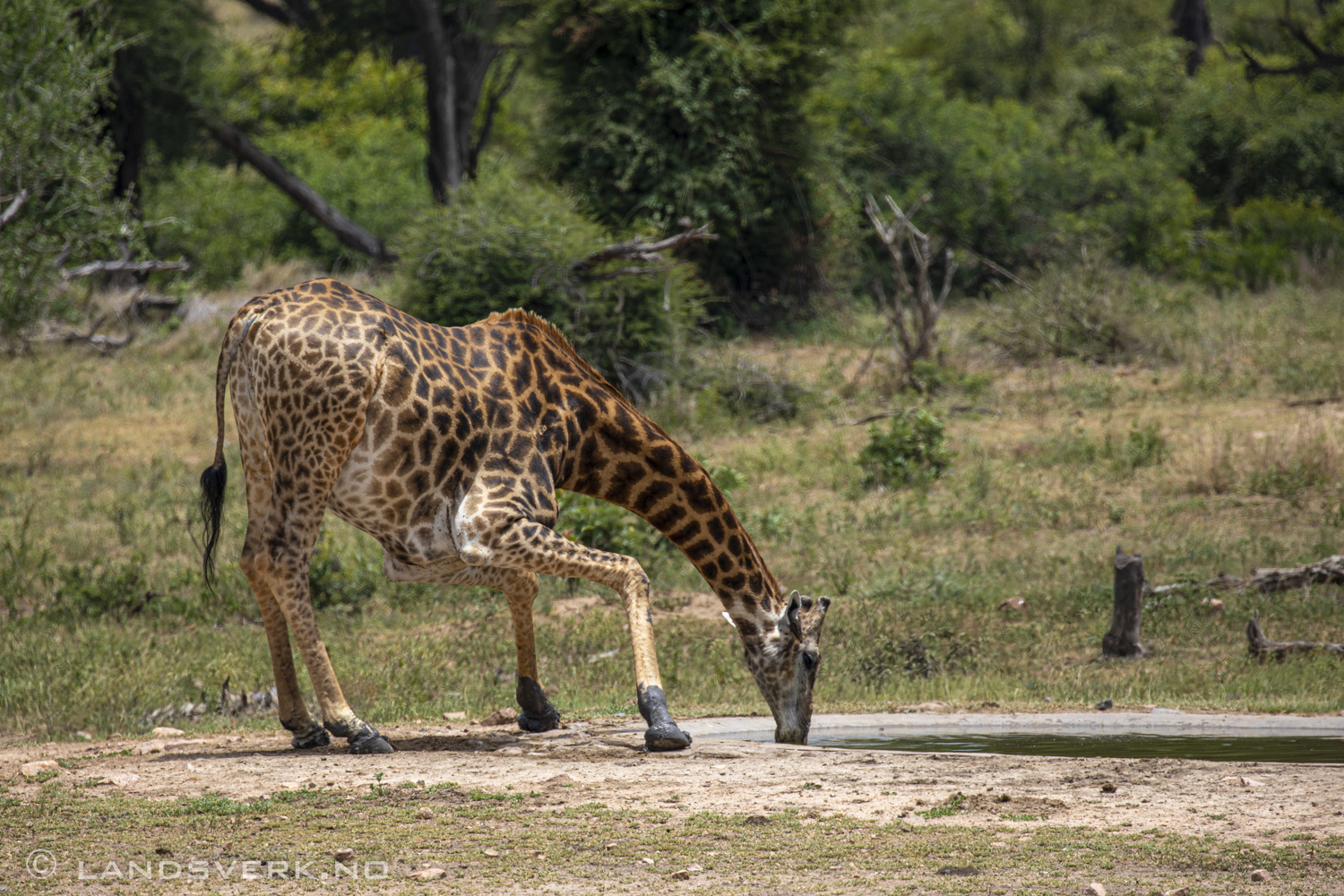 Giraffe drinking water, Kruger National Park, South Africa. (Canon EOS 5D Mark IV / Canon EF 100-400mm f/4.5-5.6 L IS II USM)