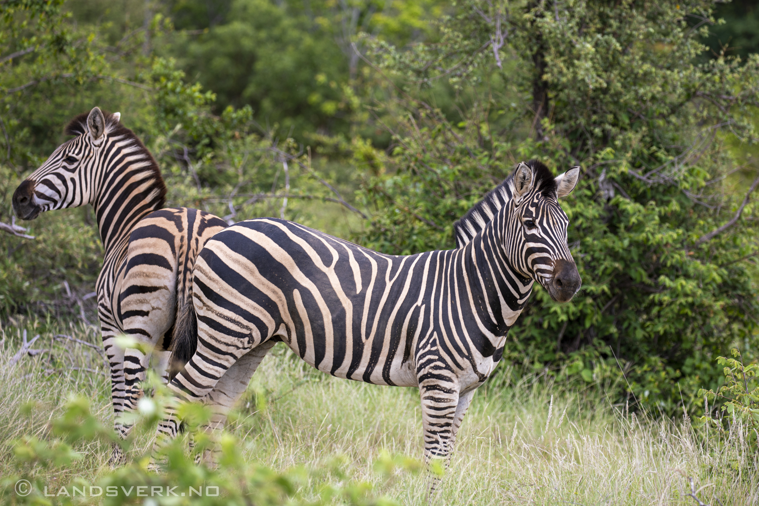 Zebras, Olifants West Game Reserve / Kruger National Park, South Africa. (Canon EOS 5D Mark IV / Canon EF 100-400mm f/4.5-5.6 L IS II USM)