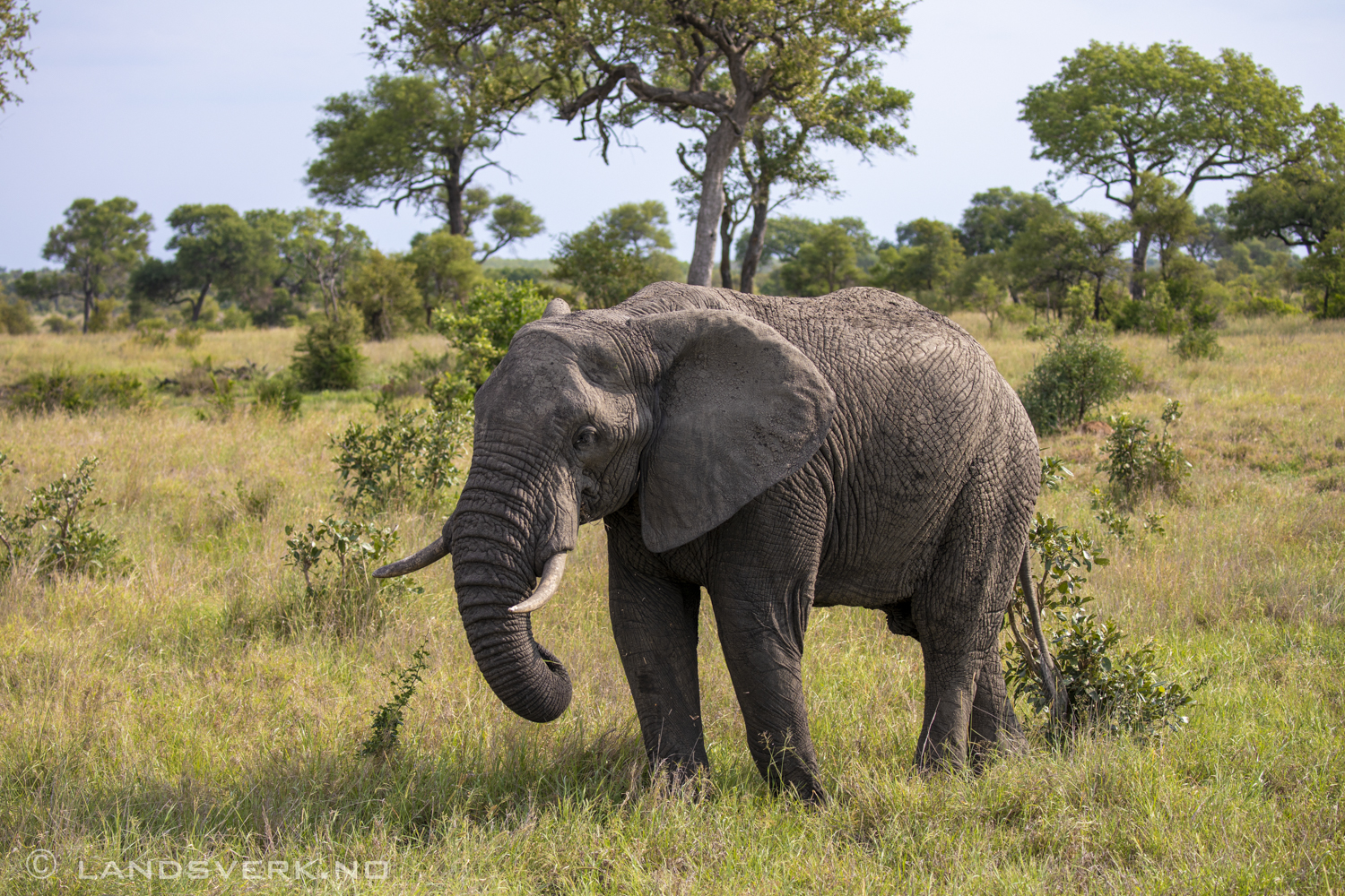 African elephants, Kruger National Park, South Africa. (Canon EOS 5D Mark IV / Canon EF 100-400mm f/4.5-5.6 L IS II USM)