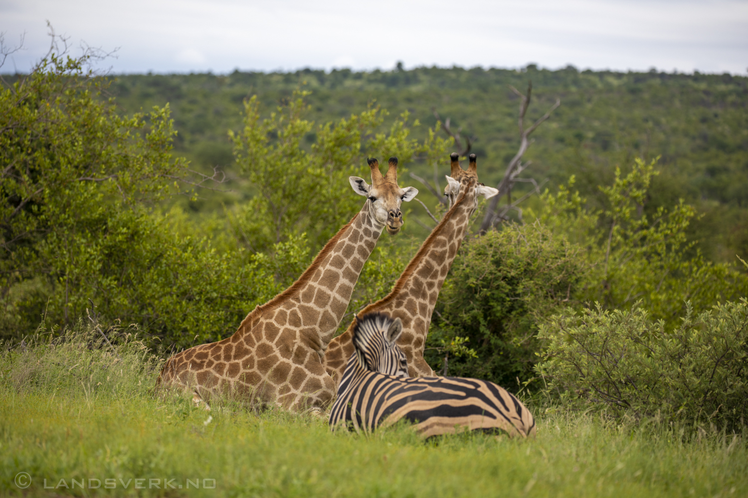 Giraffes and a zebra, Olifants West Game Reserve / Kruger National Park, South Africa. (Canon EOS 5D Mark IV / Canon EF 100-400mm f/4.5-5.6 L IS II USM)