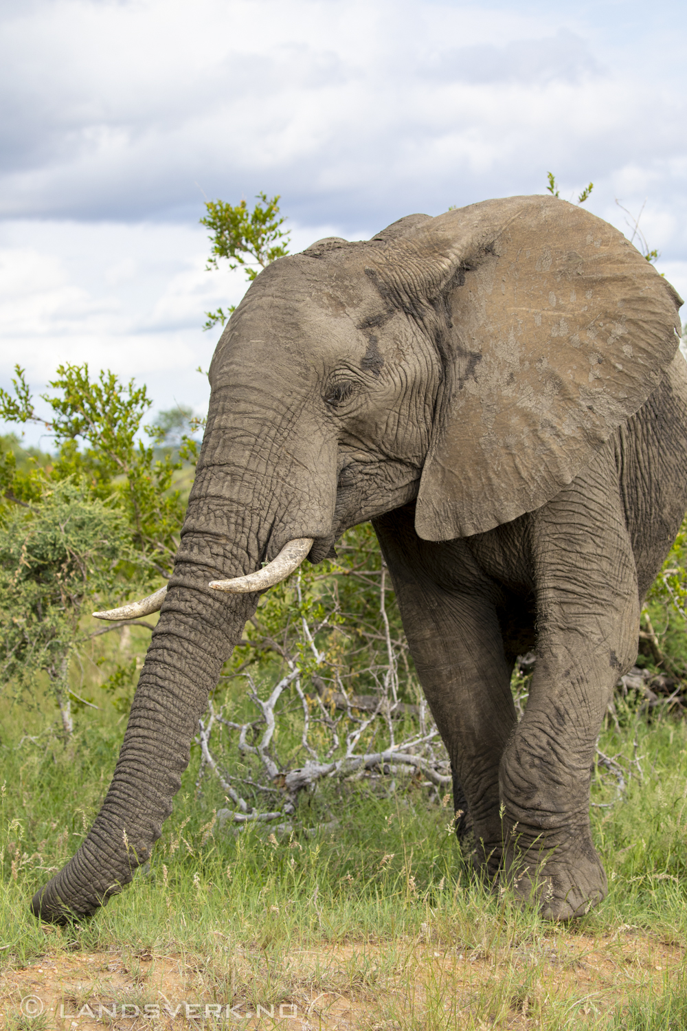 African elephant, Olifants West Game Reserve / Kruger National Park, South Africa. (Canon EOS 5D Mark IV / Canon EF 100-400mm f/4.5-5.6 L IS II USM)