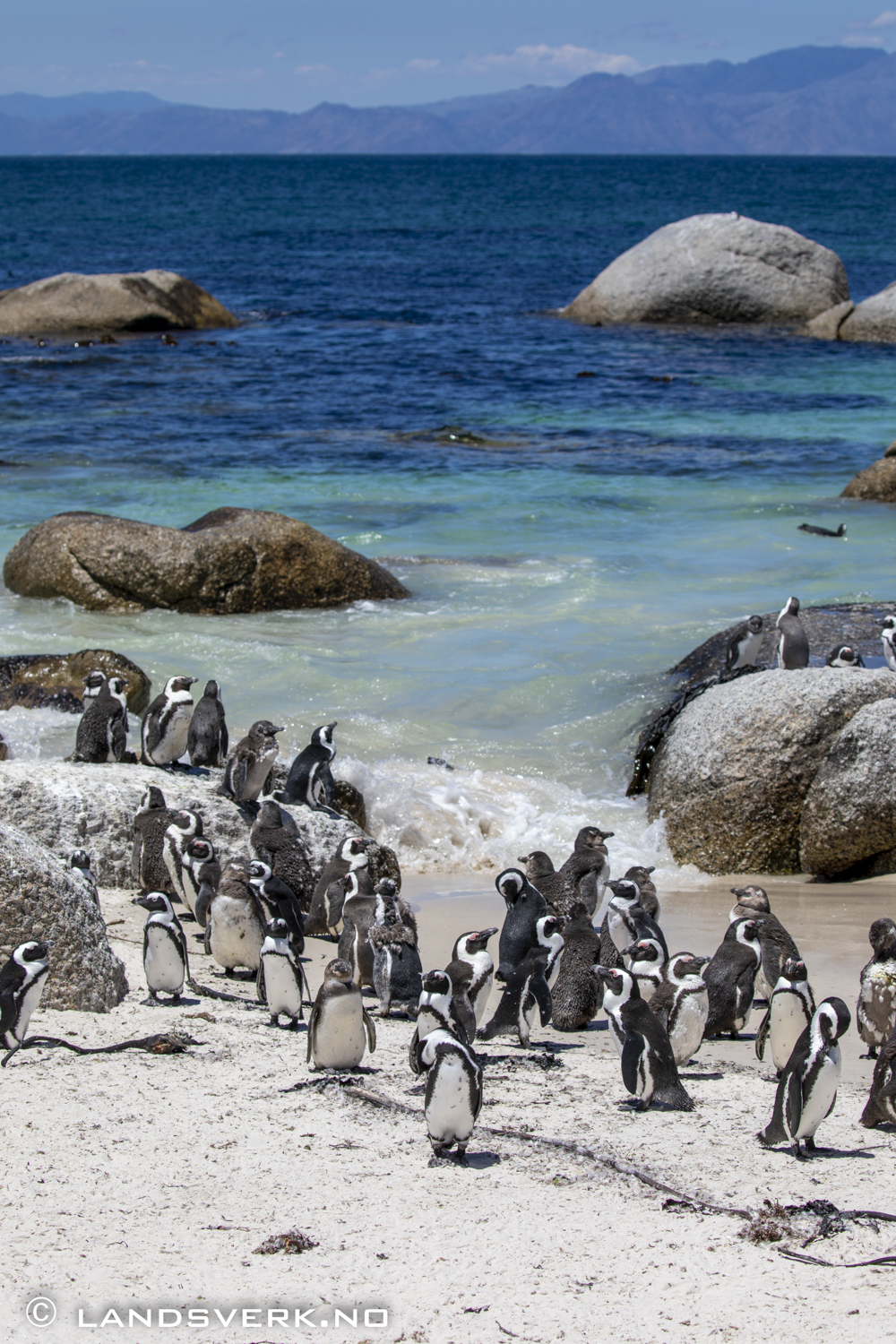 African penguins, Simon's Town, South Africa. (Canon EOS 5D Mark IV / Canon EF 100-400mm f/4.5-5.6 L IS II USM)