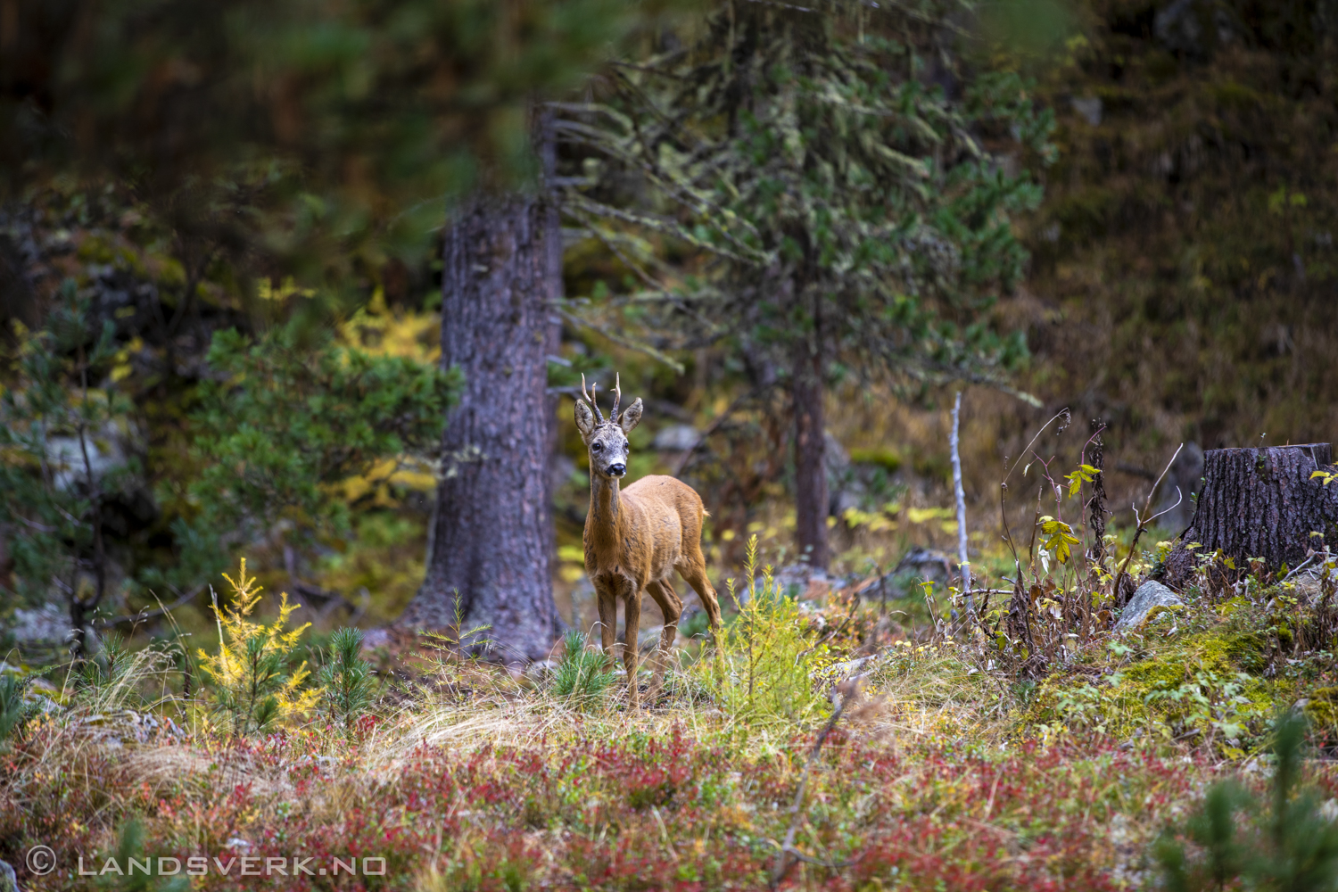 Val Roseg, Engadin, Switzerland. (Canon EOS 5D Mark IV / Canon EF 70-200mm f/2.8 L IS II USM)