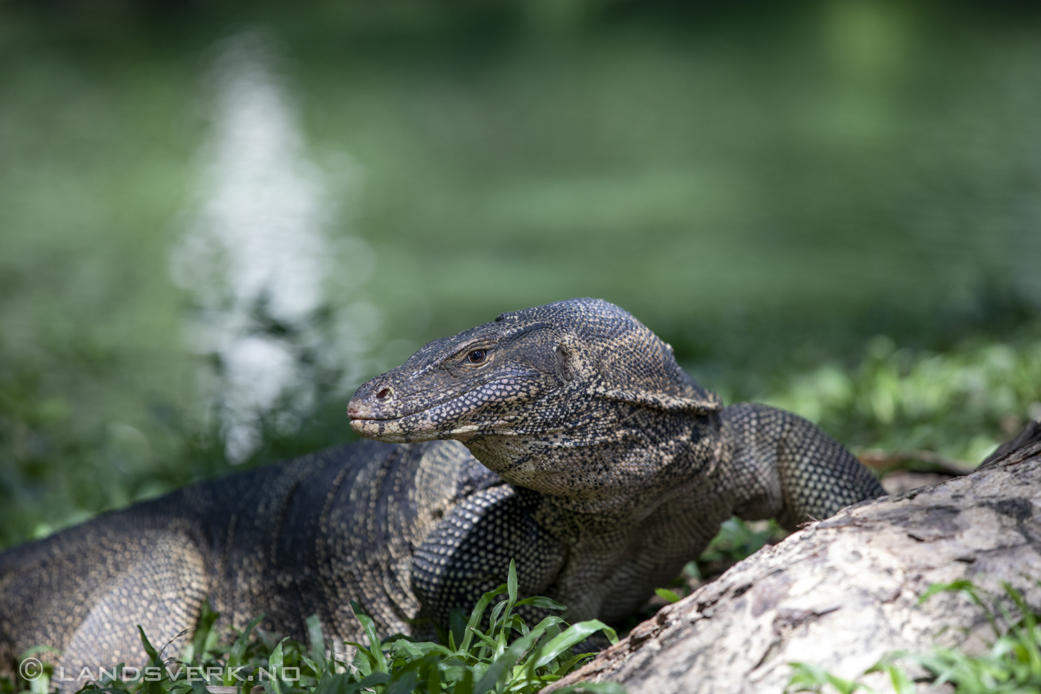 Lumphini park. Bangkok, Thailand. (Canon EOS 5D Mark IV / Canon EF 70-200mm f/2.8 L IS II USM)