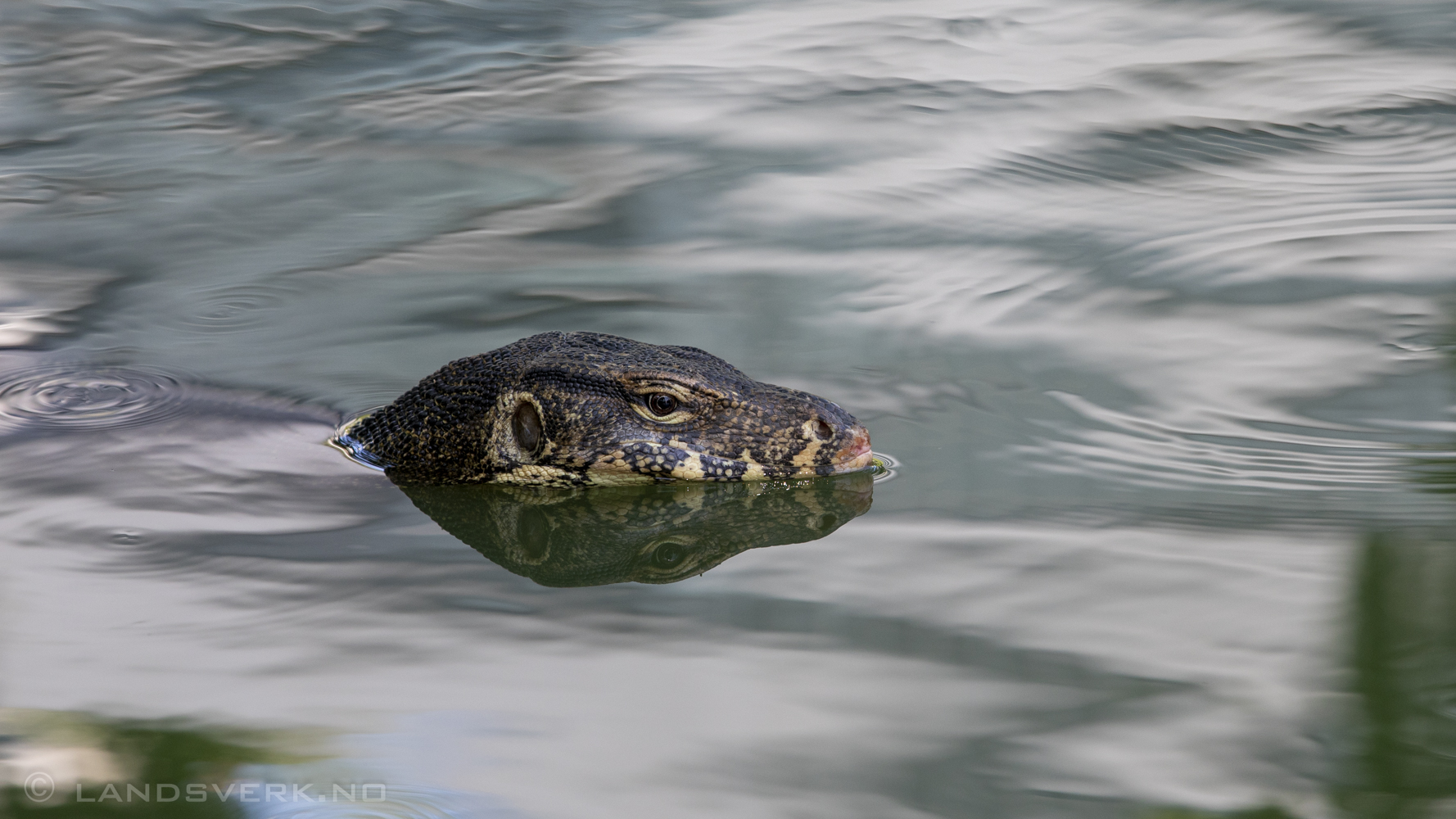 Lumphini park. Bangkok, Thailand. (Canon EOS 5D Mark IV / Canon EF 70-200mm f/2.8 L IS II USM)