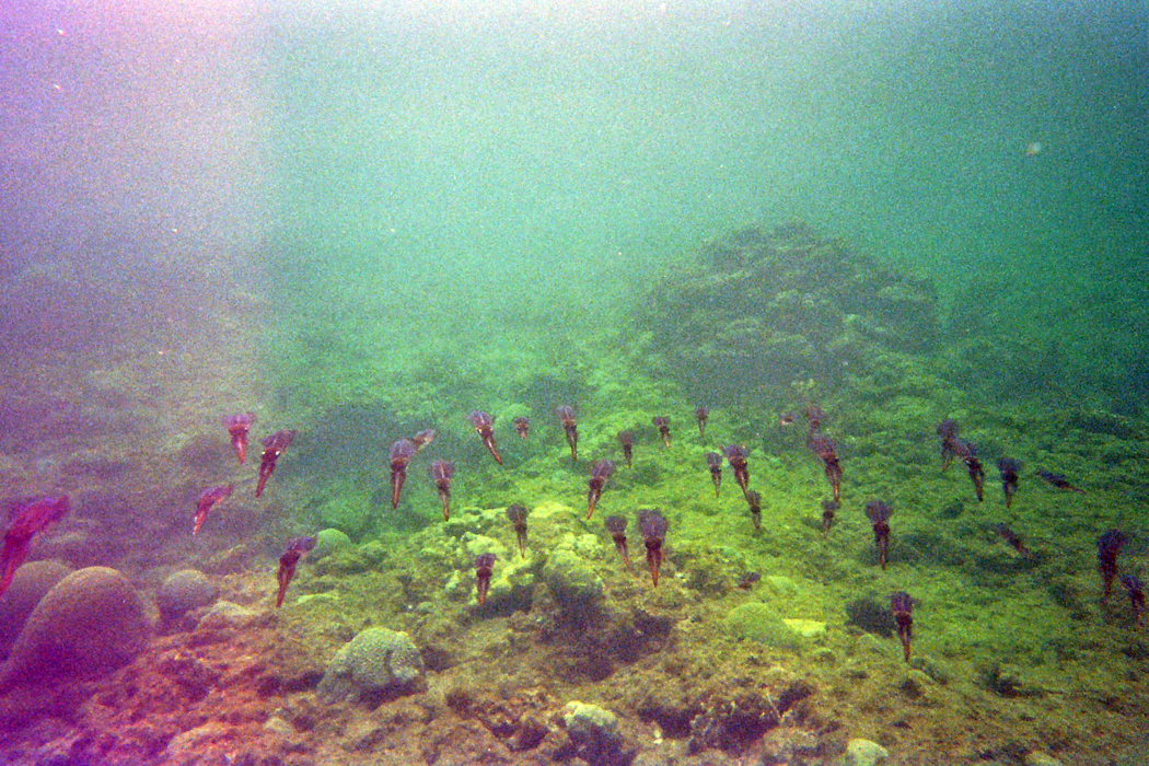 Arnos Vale bay. Curious squid following me. (the worlds most crappiest disposable underwater camera)