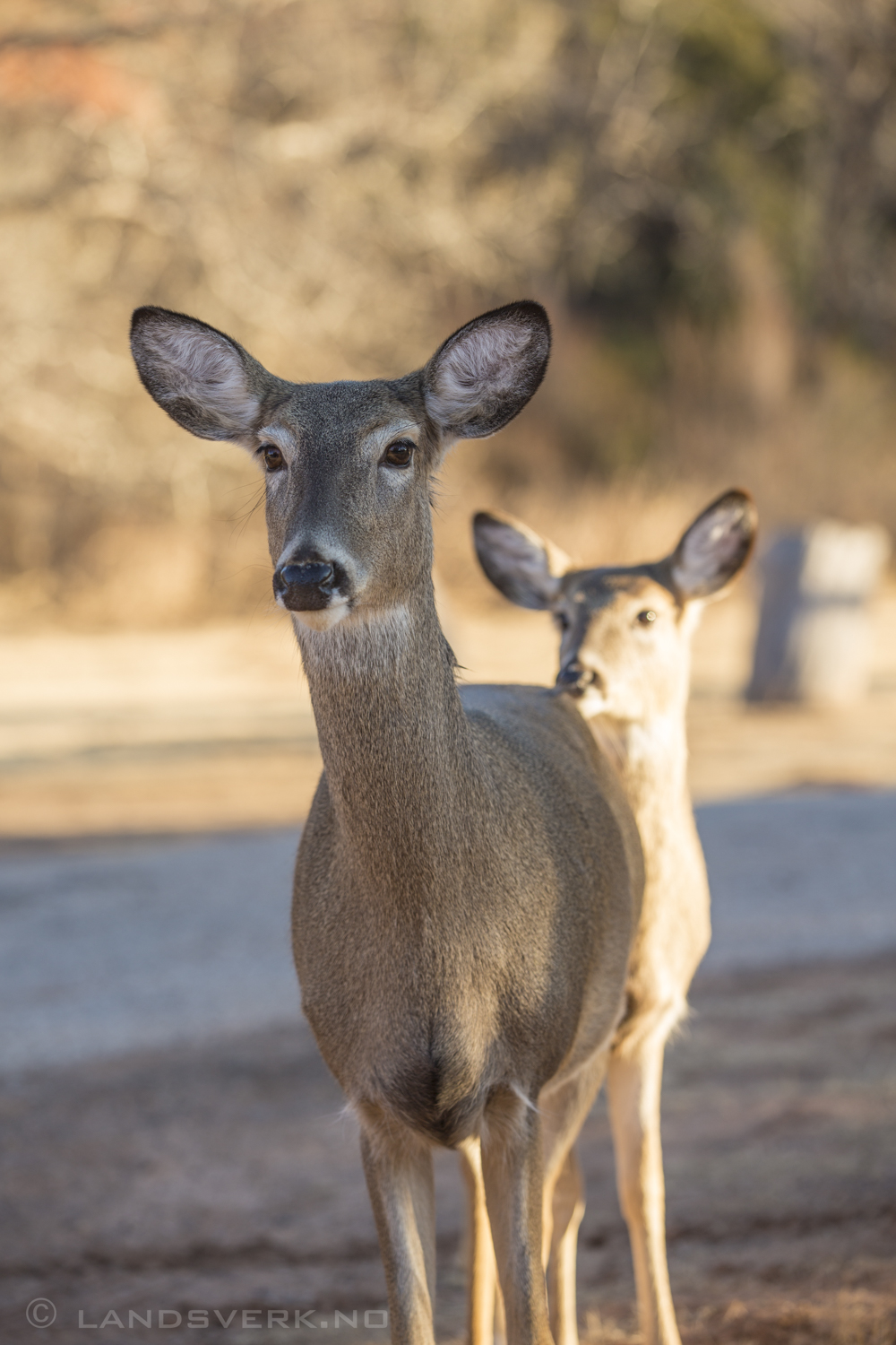 Palo Duro Canyon, Amarillo, Texas. 

(Canon EOS 5D Mark III / Canon EF 70-200mm f/2.8 L IS II USM)