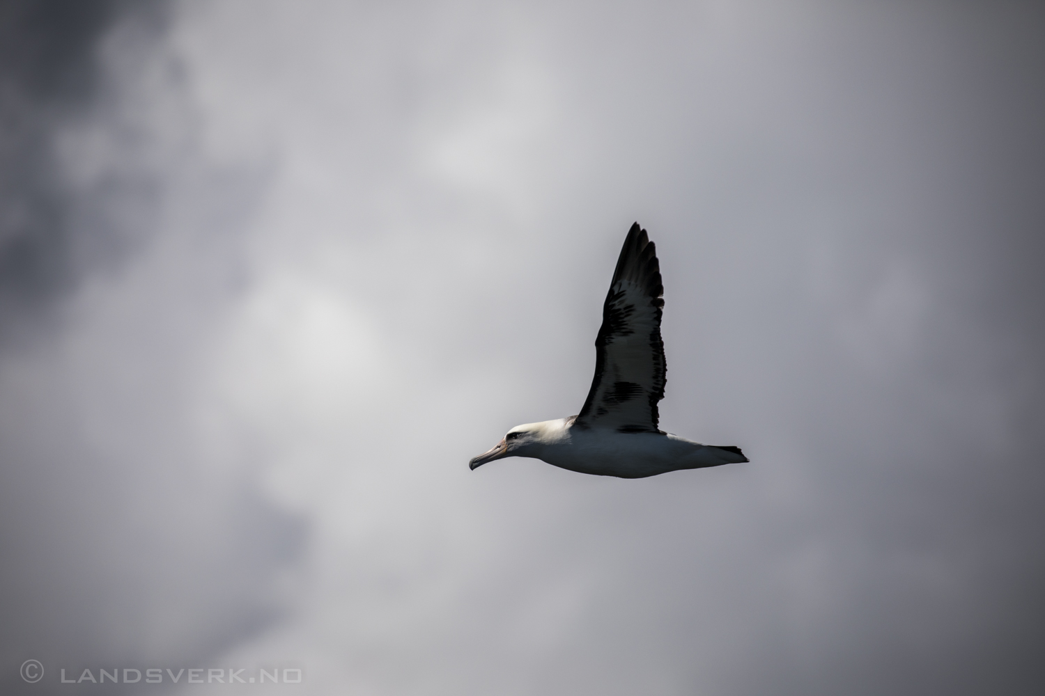 Albatross @ Kilauea Lighthouse. Kauai, Hawaii. 

(Canon EOS 5D Mark IV / Canon EF 100-400mm f/4.5-5.6 L IS II USM)